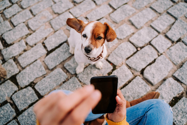 A beautiful little dog looking at the camera while its owner is taking a photo of it with the phone. Technology lifestyle with pets - 写真・画像