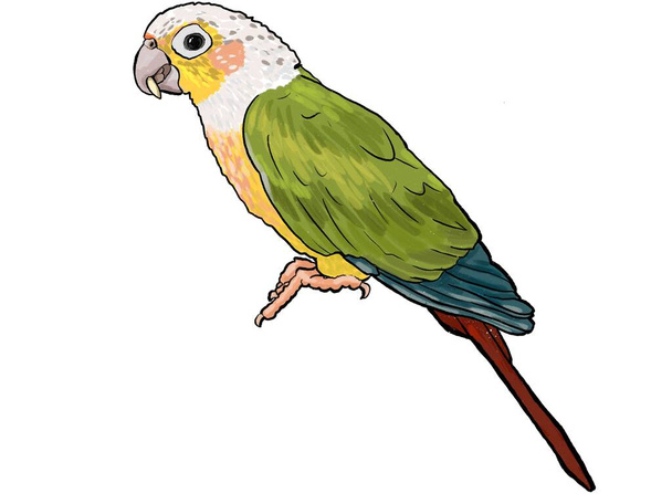 Parrot tropical exotic bird sitting illustration - Foto, immagini