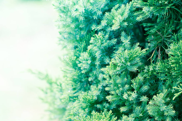 Pine tree, Evergreen juniper background. Christmas and Winter wallpaper. - Фото, зображення
