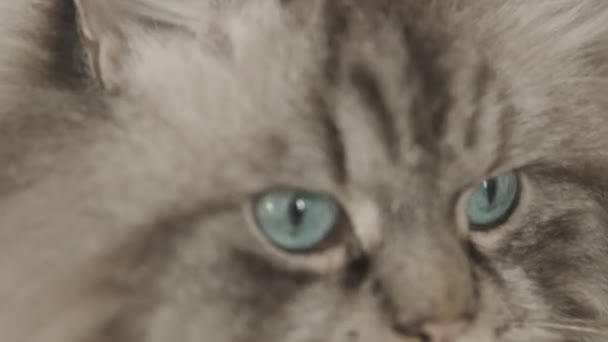 pluizige kattensnuit - een kat die naar de zijkanten kijkt - Video
