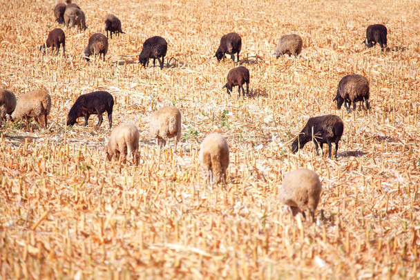 Schwarze und weiße Schafe grasen auf dem Maisfeld  - Foto, Bild