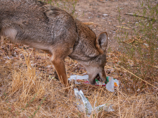 Coyote (Canis latrans) plukt weggegooid fastfood afval door voor restjes. Een voorbeeld hoe vervuiling de fauna negatief kan beïnvloeden, omdat ze plastic en ander afval kunnen eten om bij het voedsel te komen. - Foto, afbeelding