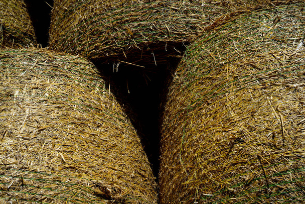 Çiftlikteki balya dolu saman deposu, kırsal arazi inek çiftliği. Sonbahar mevsimi - Fotoğraf, Görsel
