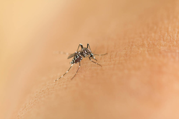 Kaplan sivrisineği insan derisini emiyor.. - Fotoğraf, Görsel