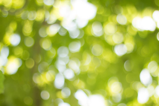 Green gradient blurred abstract background. - Foto, immagini