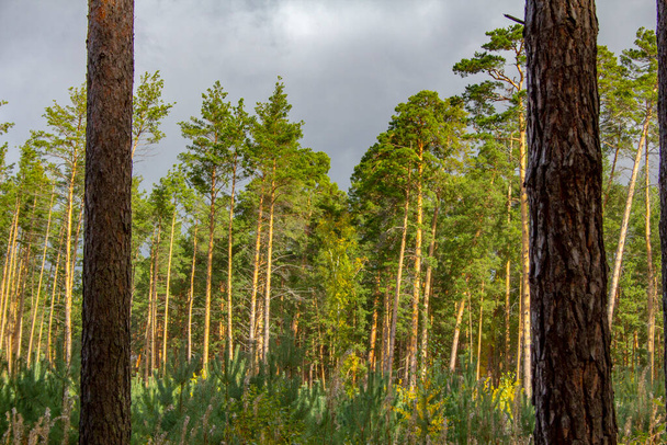 Tall pines in a pine forest. Young shoots, young small trees planted on the site - Foto, Bild