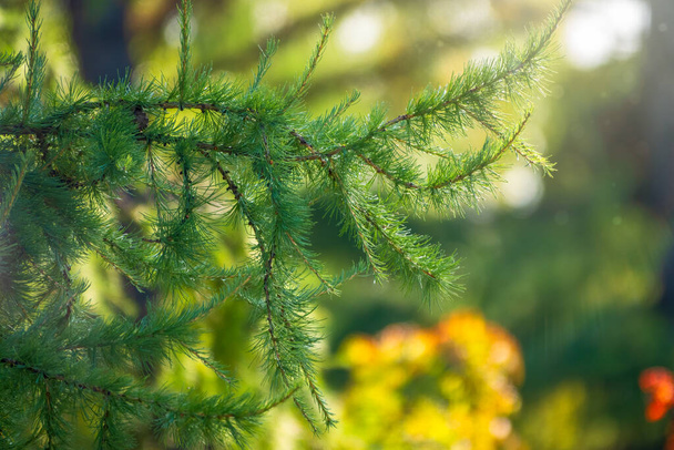 Larch branches in autumn on green and yellow leaves background. Autumn natural background - 写真・画像