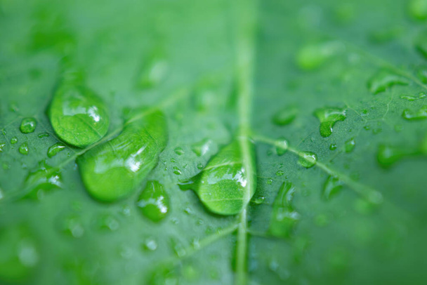 Water droplets on the leaves have an abstract green bokeh background. - Photo, Image