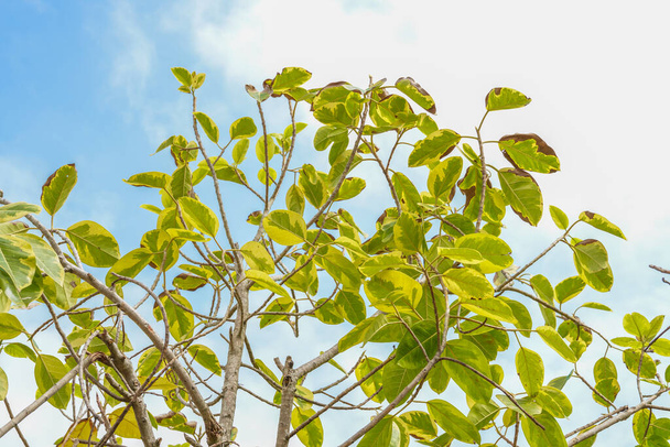 Cielo azul y verde grandes hojas de árbol de fondo - Foto, Imagen