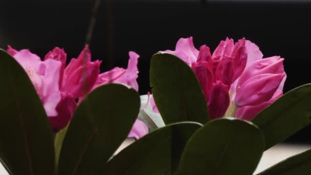 donker roze paars getinte rhododendron in de tuin - Video