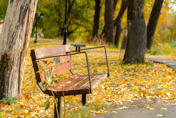 秋の紅葉の変化を持つ公園 - 写真・画像