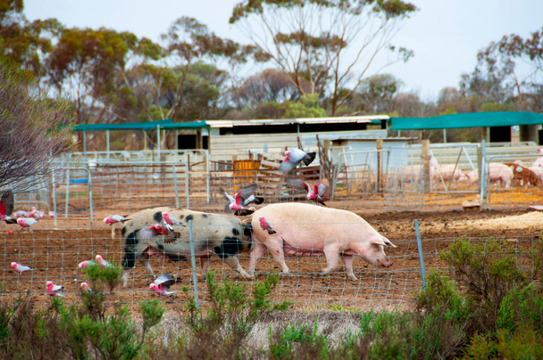 Freilandschweinfarm auf dem Feld - Foto, Bild