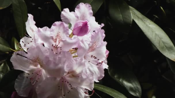 απαλό ροζ και μωβ ροδόδεντρο ανθίζει την άνοιξη - Πλάνα, βίντεο