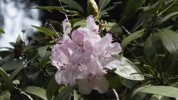 pehmeä vaaleanpunainen ja violetti alppiruusu kukinta keväällä - Materiaali, video