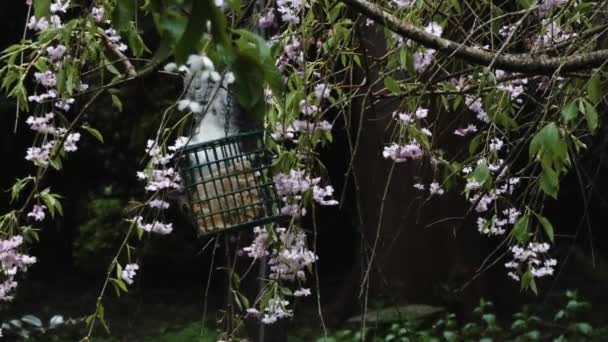 esquilos cauda pendura para baixo perto de pássaro alimentador - Filmagem, Vídeo