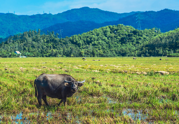 Water Buffalo Standing graze rice grass field meadow sun, forested mountains background, clear sky. Landscape scenery, beauty of nature animals concept summer day - Fotoğraf, Görsel