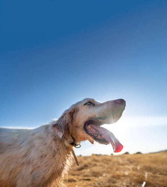 Ποδόσκυλο με γλώσσα έξω από τον ήλιο - Φωτογραφία, εικόνα