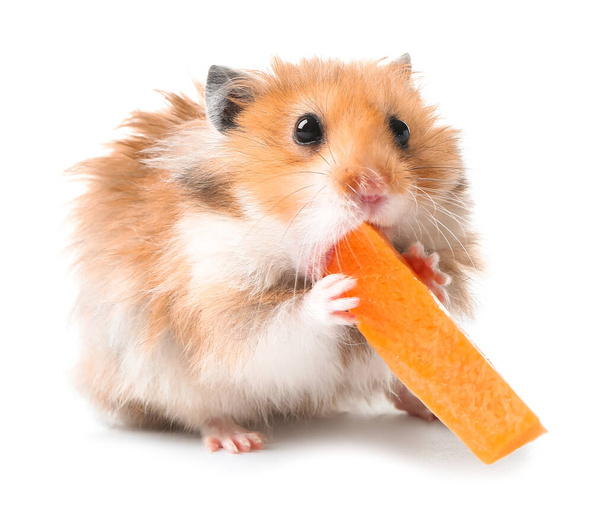 Funny hamster with carrot on white background - Photo, Image