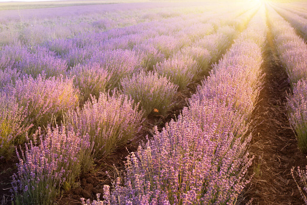 Blühendes violettes Lavendelfeld am Himmel bei Sonnenuntergang. - Foto, Bild
