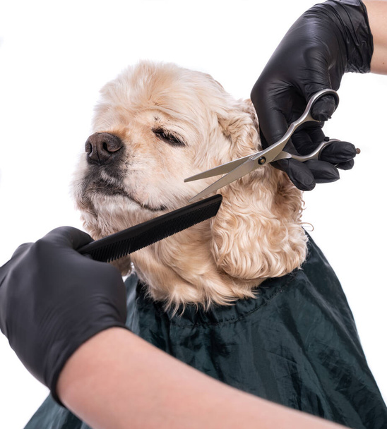 Professionelle Pflege für einen Hund. Groomer hält Werkzeug in der Hand - Foto, Bild