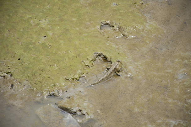 Риба - стрибун або амфібія плаває і ходить по мулу мулу в мангровому лісі в морському океані в центрі відпочинку Бангпу в Самут-Пракані (Таїланд). - Фото, зображення