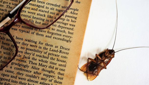 Een kakkerlak heeft lange tentakels liggen op de rug dood, er zijn boek en bril naast geplaatst - Foto, afbeelding