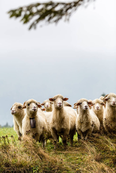 Dağlarda koyun sürüsü karamsar arka planda kameraya bakıyor. - Fotoğraf, Görsel