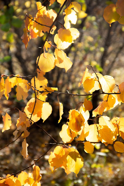 Photo.The autumn trees. Poplar branch with leaves close-up.Nature in autumn.Autumn. Vacation. We're going through the woods.Trip for the weekend. Fishing and walking. Foliage and trees. Bright Sunny day and blue sky. Park, forest, village.Output.Post - Fotografie, Obrázek