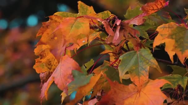 Close-up mooie rode en oranje esdoorn bladeren zwaaien in de wind. Herfst scène in de natuur. - Video
