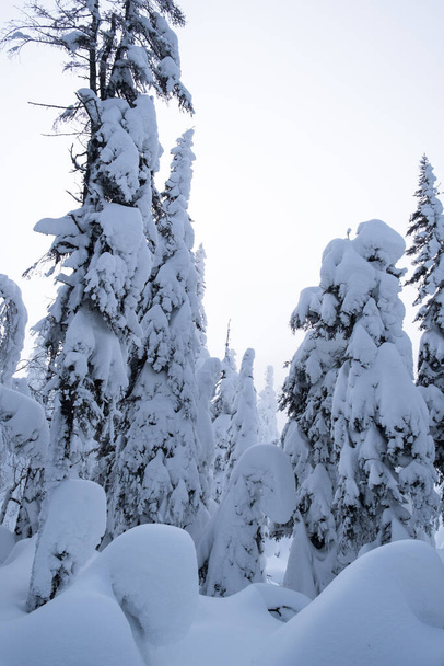 Dennenbomen bedekt met sneeuw en ijs in Canada. Niemand. - Foto, afbeelding