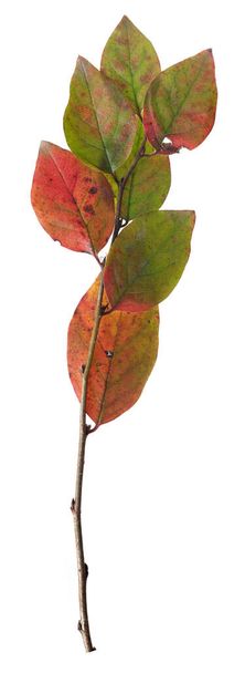 Rama vegetal con hojas verdes y rojas aisladas sobre fondo blanco - Foto, imagen