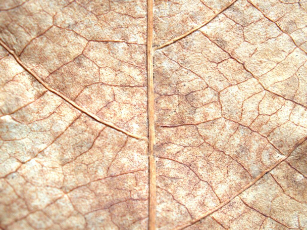 Крупный план макро коричневый сухой лист с мертвыми деталями листьев и размыты для фона или текстуры - Фото, изображение
