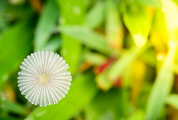 Закрыть небольшой гриб на траве в зимний сезон в Тайлнде. Маленький японский Umbrella Toadstool (coprinus plicatilis), также называемый Pleated Inkcap (parasola plicatilis), близко к небольшому плодоносному телу. - Фото, изображение