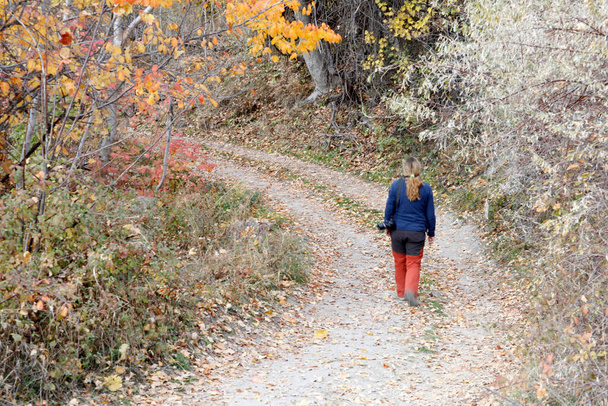 a piedi attraverso la foresta in autunno - Foto, immagini