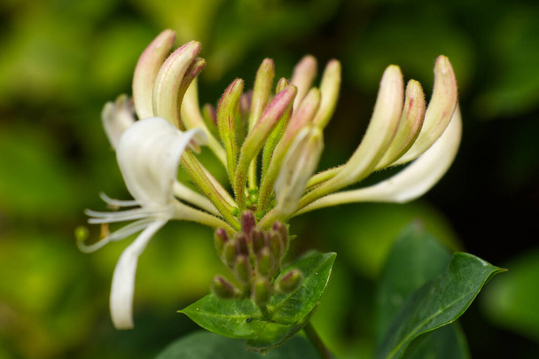 Kamperfoelie bloem in bloei (Lonicera periclymenum) - Foto, afbeelding
