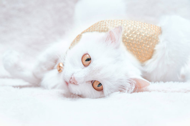 A white adult beautiful cat with yellow eyes lies on a white wool blanket, hugs a Christmas hat and looks straight - Fotó, kép