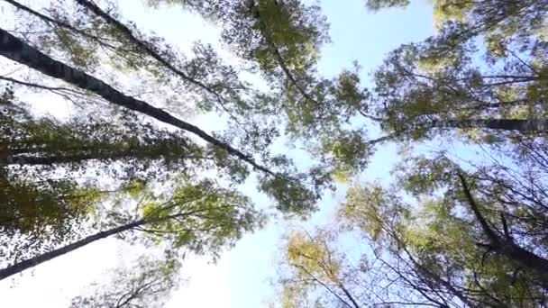 Tall trees in the forest revolve against the sky. The sun shines in the forest through the tree crowns. - Footage, Video
