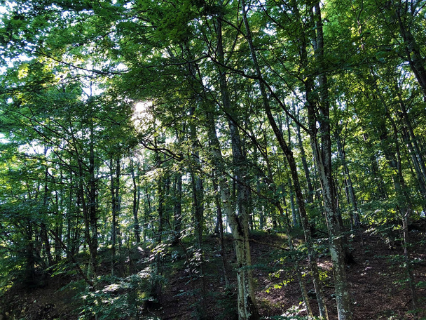 Туристичні стежки, лісові доріжки і велосипедні доріжки в природному парку Учка, Хорватія / Planinarske staze, sumski putevi i biciklisticke ceste u parku prirode Ucka, Hrvatska - Фото, зображення