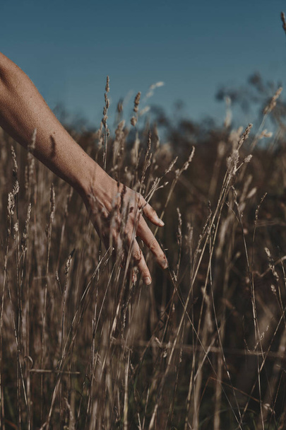 Main de femme touchant l'herbe des champs en automne. Style de vie d'automne - Photo, image