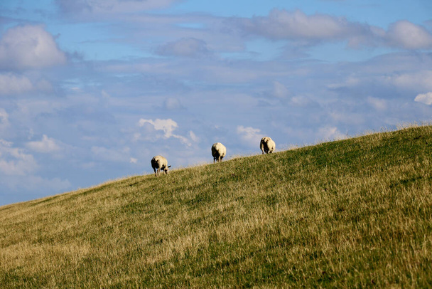 Widok z tyłu trzech owiec na wzgórzu z chmurami tła - Zdjęcie, obraz