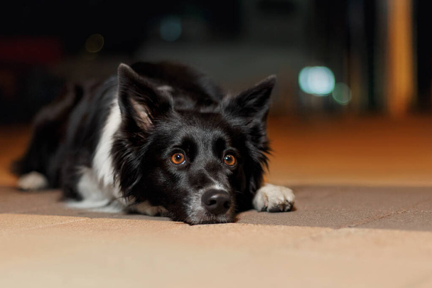 Border collie dog at night city - Foto, afbeelding