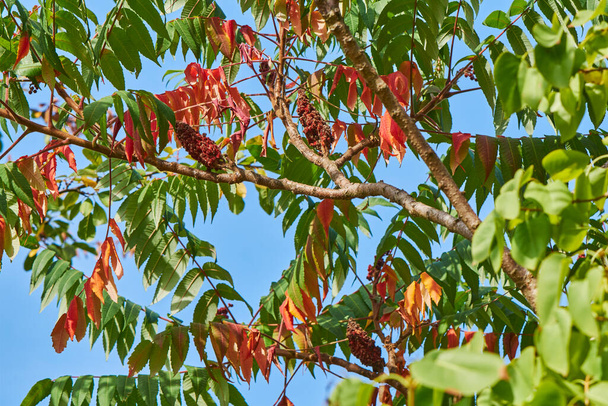 Ветви с зелеными и красноватыми осенними листьями в солнечном свете. - Фото, изображение