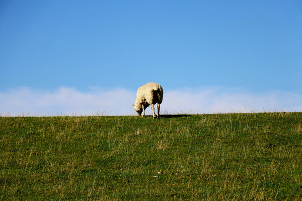 Ausgewachsene Schafe weiden auf grünen Weiden mit Himmelshintergrund - Foto, Bild