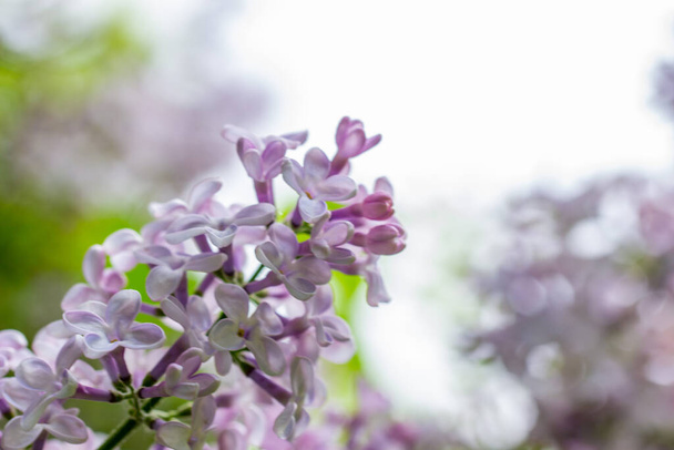 Цветущий сирень крупным планом. Светло-пурпурные весенние цветы. Цветущие кустарники - Фото, изображение