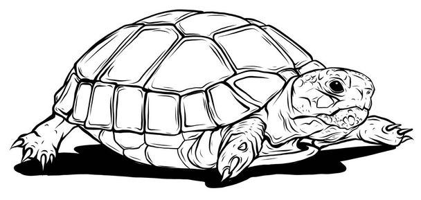 векторная Черепаха. Карикатура на иконку вектора черепахи для паутины - Вектор,изображение