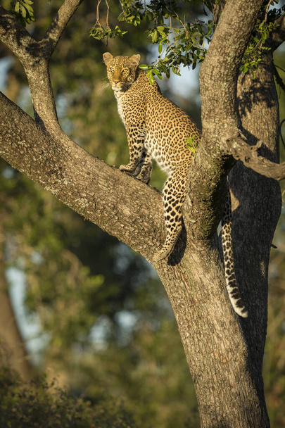 Retrato vertical de un leopardo adulto parado en un árbol a la luz del sol dorada de la mañana en Masai Mara, Kenia - Foto, Imagen