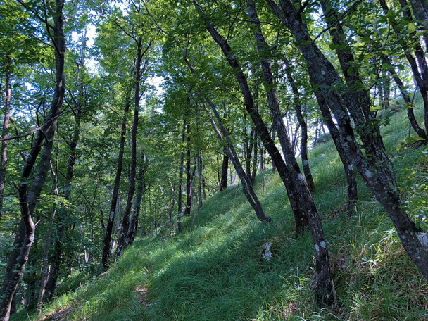 Ucka Doğa Parkındaki karışık bir ormanda ağaçlar ve bitkiler, Hırvatistan / Drvece i raslinje u mjesovitoj sumi na podrucju parka Ucka, Hrvatska, - Fotoğraf, Görsel