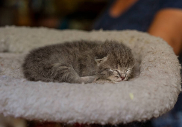 柔らかいベッドの上でグレーの新生児子猫は眠る. - 写真・画像