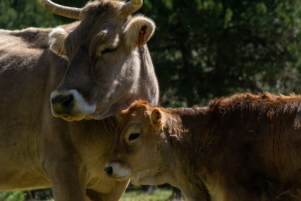 Mother cow with calf, livestock and cattle animal themes. Domestic animals. - Photo, Image