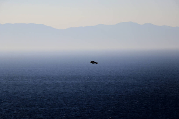 gaivota voando sobre o mar - Foto, Imagem